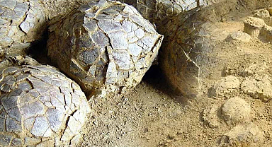 Kazdıkça binlercesi çıktı, aynı delikte tam 3 farklı tür buldular