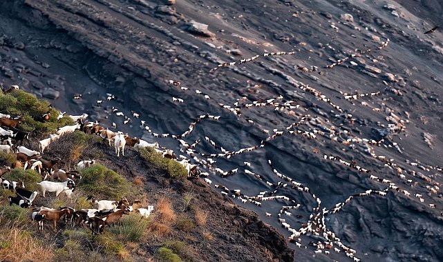 Keçi sürüsü adayı ele geçirdi: İnsan nüfusunun 6 katına ulaştılar