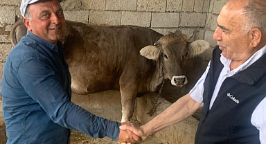 Kurbanlık Büyükbaş Hayvan Fiyatları Zirvede
