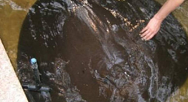 Nehirde 300 kilo ağırlığındaki yaratık: Sivri ucuyla kemikleri bile delebiliyor