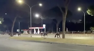 Roma'da gece yarısı at paniği: Cumhuriyet Bayramı hazırlıklarında ortalık karıştı