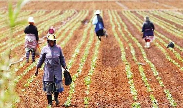 Savaş gübre üretimini düşürdü! Asya ve Afrika'da gıda krizi riski var