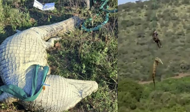Timsahın midesinden 6 terlik çıkarıldı! Kayıp vakalarıyla ilgili korkutan şüphe