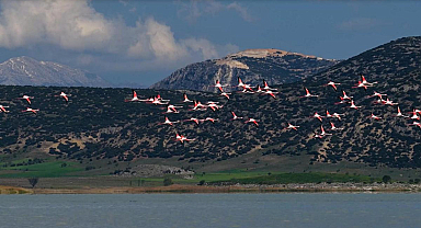 Yarışlı Gölü'ndeki flamingolar hayran bıraktı