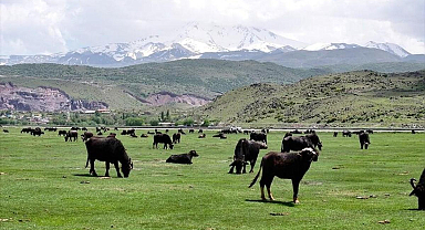 Kayseri'de manda sayısı 8 bin 800'e yükseldi! Türkiye'de ilk 4'te yer alıyor