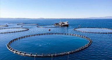 Su ürünleri üretimi 2025 yılında yüzde 11,1 arttı